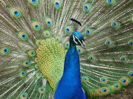 Peacock   Tulsa Zoo