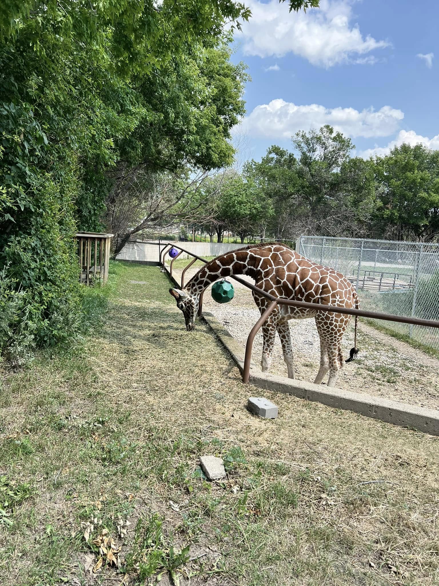 Roosevelt Park Zoo Minot ND Giraffe