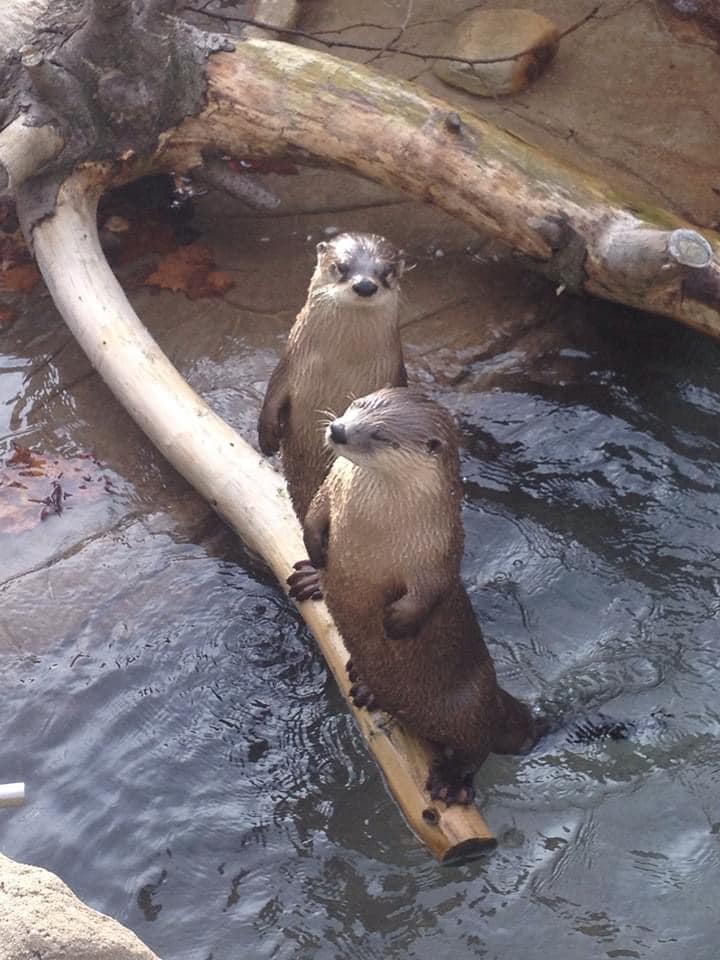 Tulsa Zoo Otters 1
