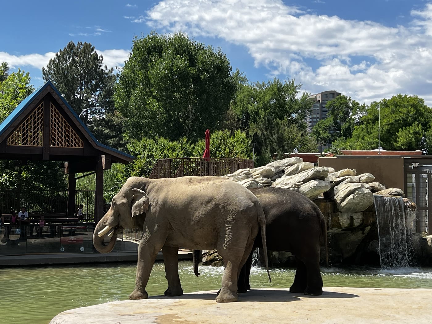 Elephants standing together beneath a bright sky at Denver Zoo
