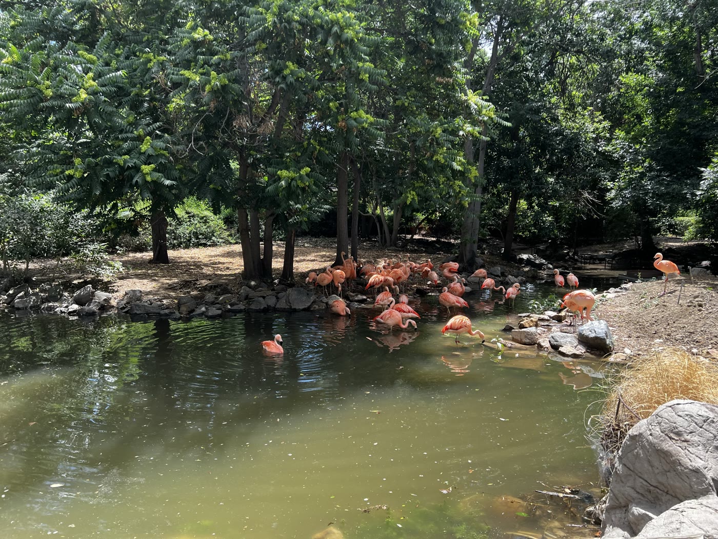 Pink flamingos wading and resting around a shaded pond at Denver Zoo