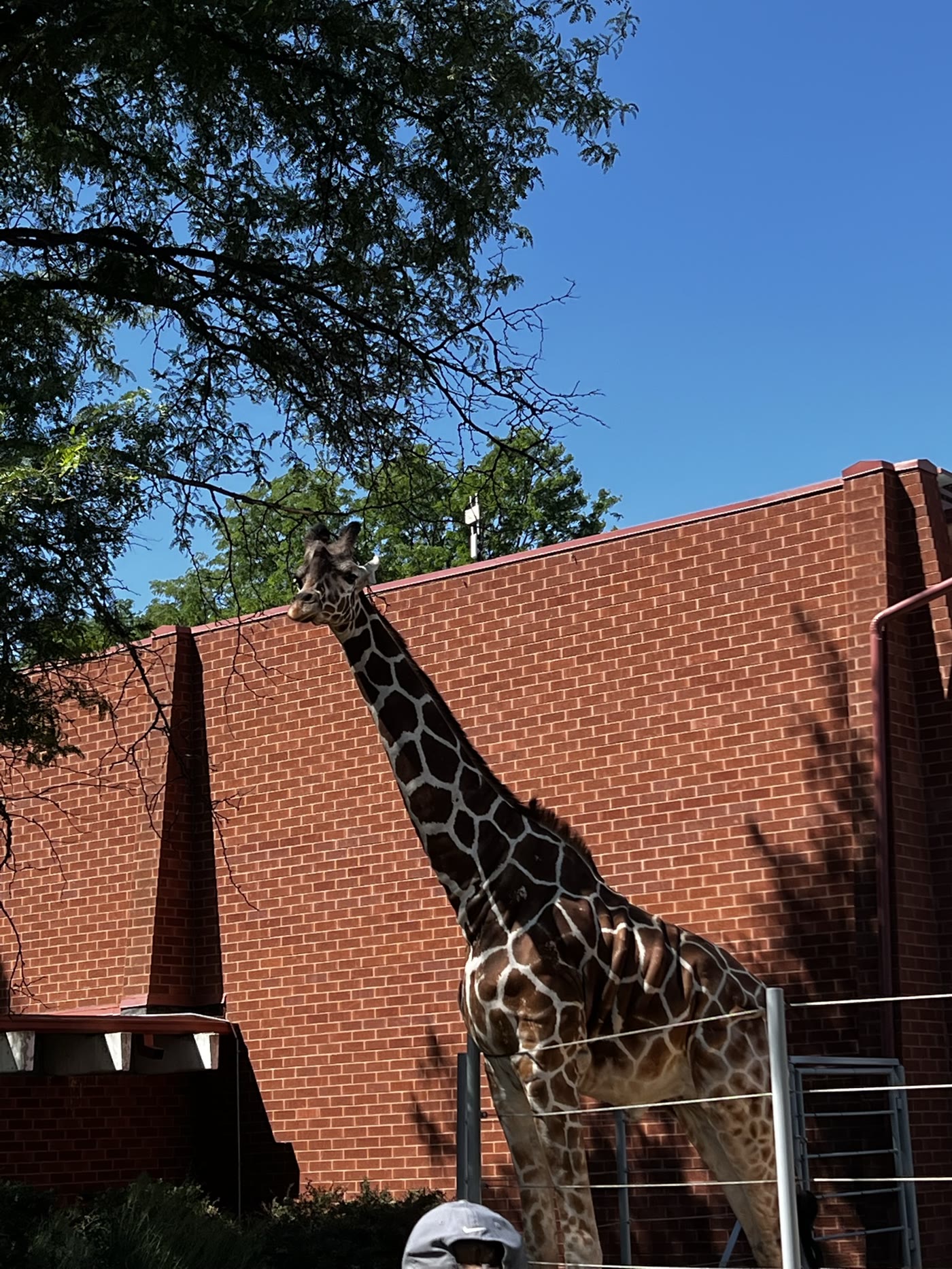 A giraffe standing beside a brick building at Denver Zoo