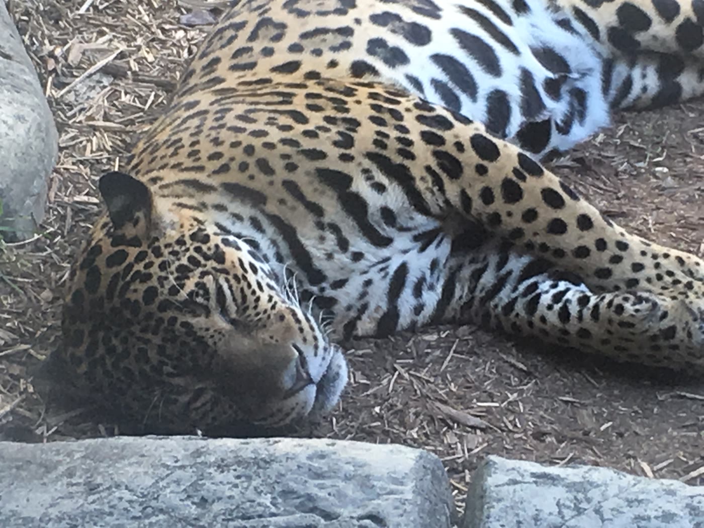 A spotted big cat resting on its side at Tulsa Zoo