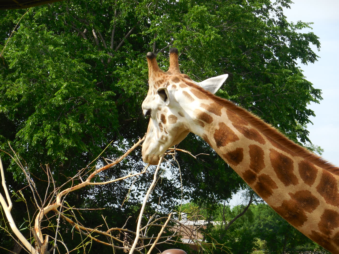 A giraffe framed by leafy trees at Tulsa Zoo