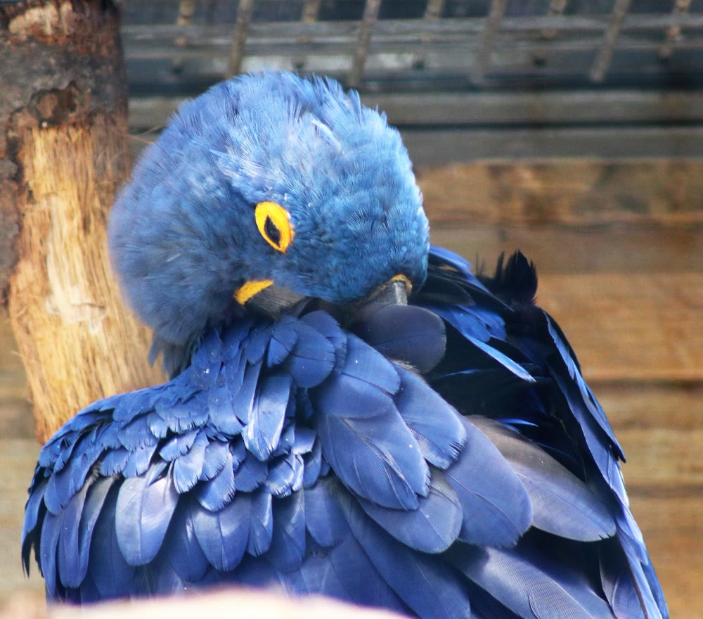 A blue macaw nestled into its brilliant feathers at Tulsa Zoo