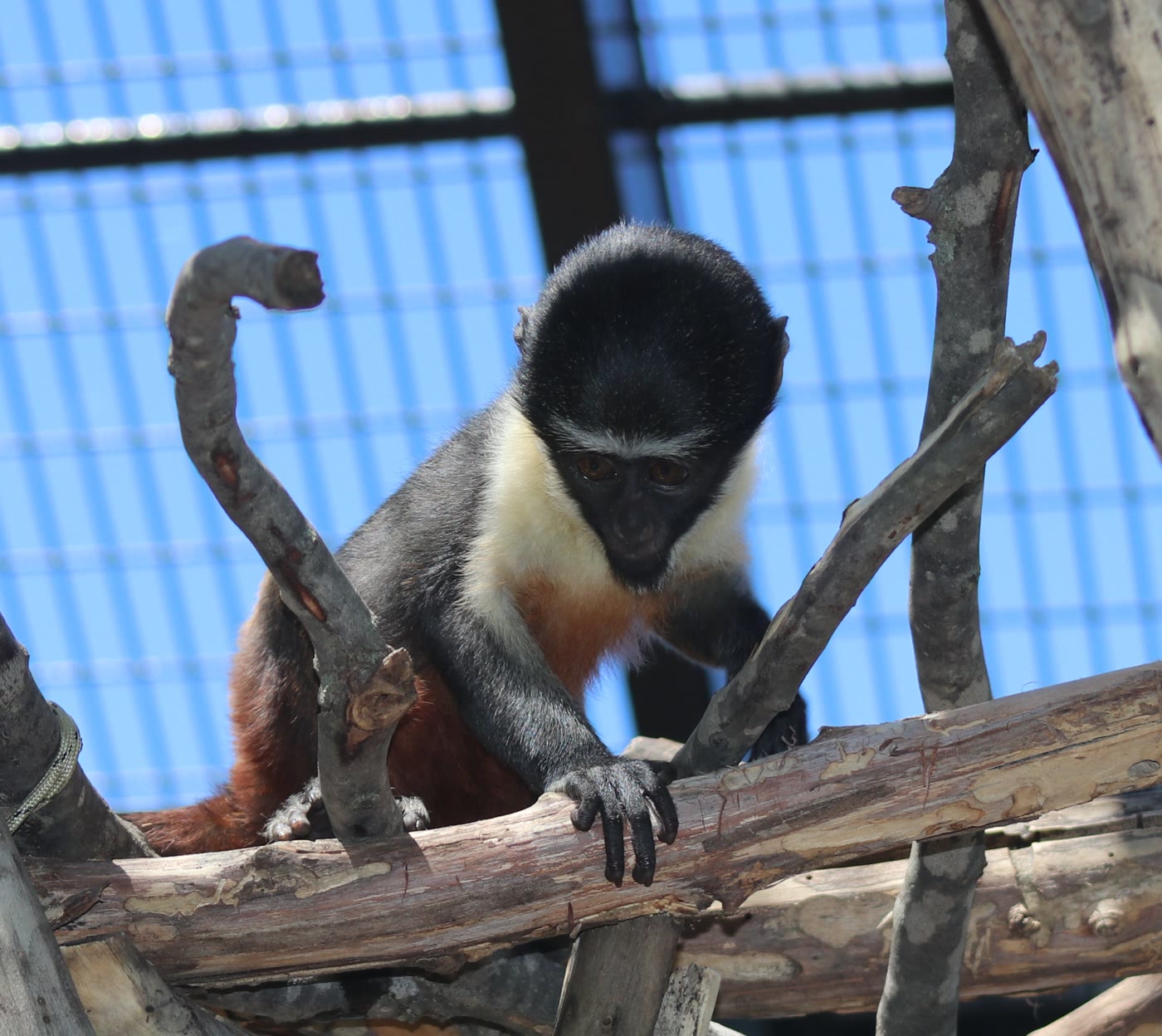A black and white monkey sitting on a branch at Tulsa Zoo
