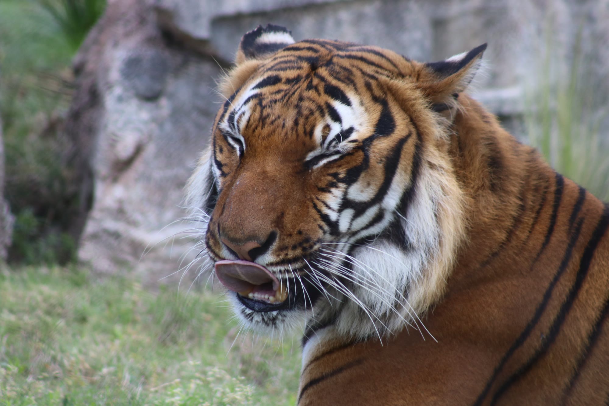 A tiger pauses with its tongue out during our Tulsa Zoo visit